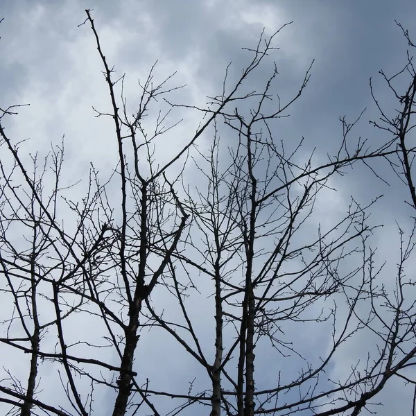 Ramas Árboles Contra Cielo Azul —  Fotos de Stock