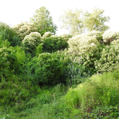 Şehirdeki orman çalılıkları