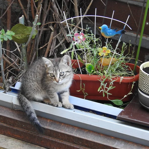 Cat Grass — Stock Photo, Image