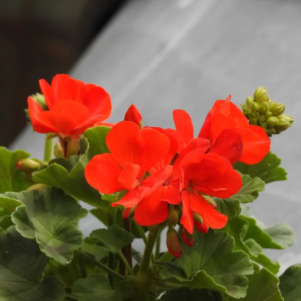Červený Žlutý Květ Zahradě — Stock fotografie