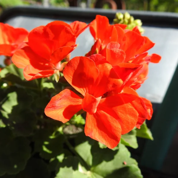 Fiore Rosso Giallo Giardino — Foto Stock