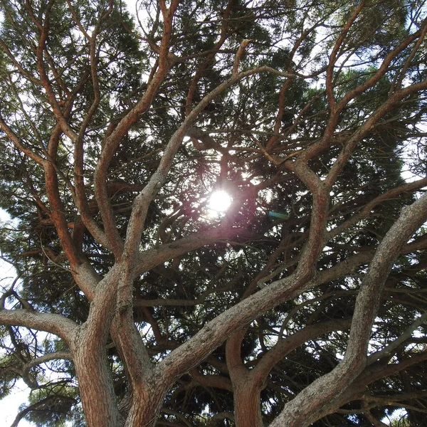 Silueta Árbol — Foto de Stock