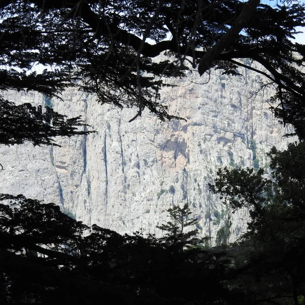 Bäume Den Bergen — Stockfoto