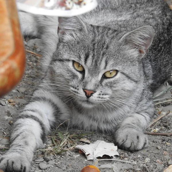 Gri kedi yerde yatıyor.