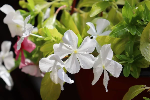 Trädgård Blommor Med Regndroppar — Stockfoto