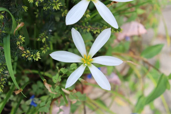 Vita Och Gula Blommor — Stockfoto