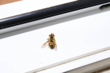 Pencere çerçevesinde ölü sinek var.