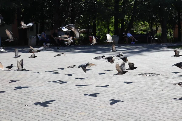 Pigeons Street — Stock Photo, Image