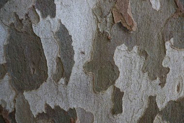 Parkta çok renkli ağaç kabuğu