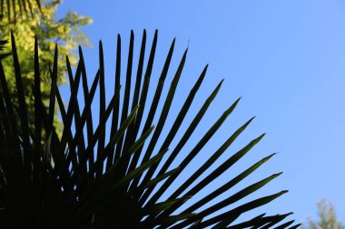 Geceleri palmiye ağaçları