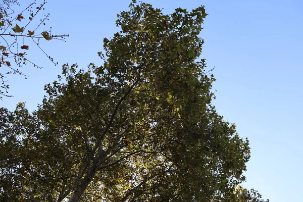 Albero Nel Cielo — Foto Stock