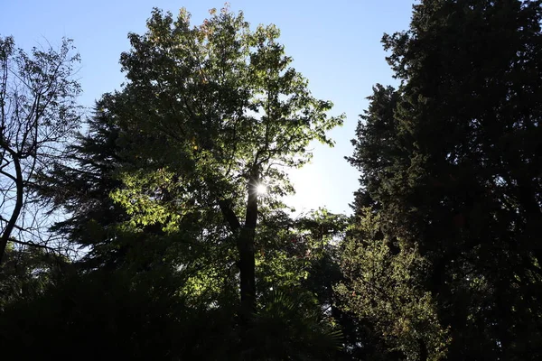 Солнце Небо Ветви Деревьев — стоковое фото