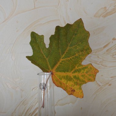 Yerde meşe yaprağı