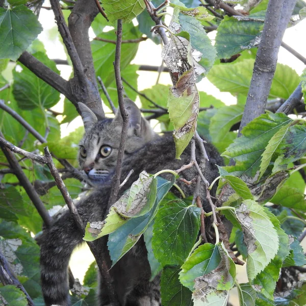 Gato Sentado Árbol —  Fotos de Stock