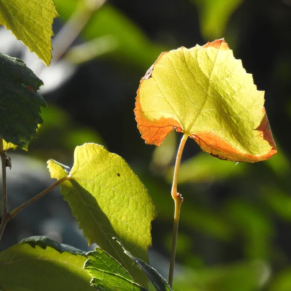 Hoja Otoño Fondo — Foto de Stock