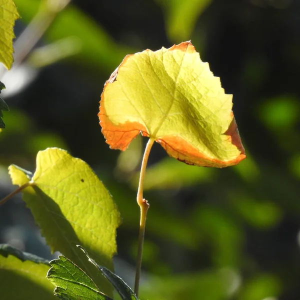 Hoja Otoño Fondo — Foto de Stock