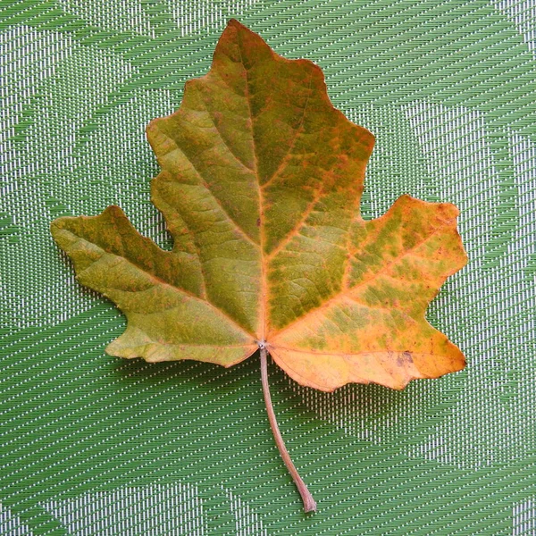 Hoja Roble Suelo —  Fotos de Stock