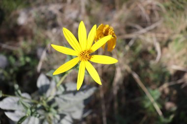 Bahçedeki sarı çiçek