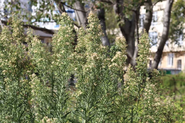 Mariposa Una Flor —  Fotos de Stock