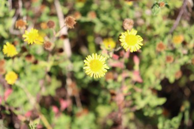 Bahçedeki sarı çiçekler