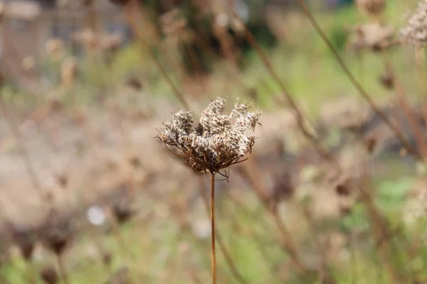 Gras Wind — Stockfoto