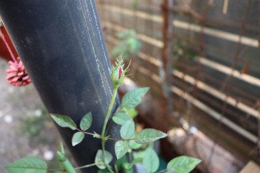 Ahşap arkaplanda kırmızı gül