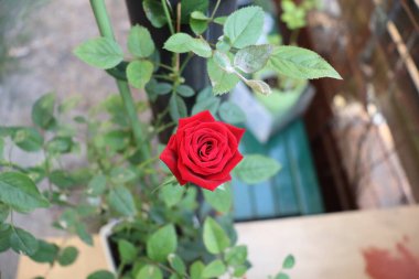 Ahşap arkaplanda kırmızı gül