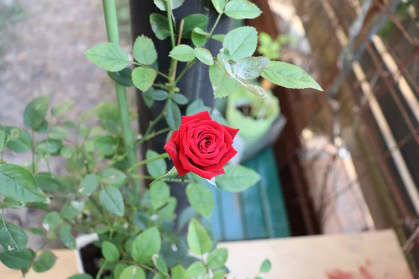Червона Троянда Дерев Яному Фоні — стокове фото