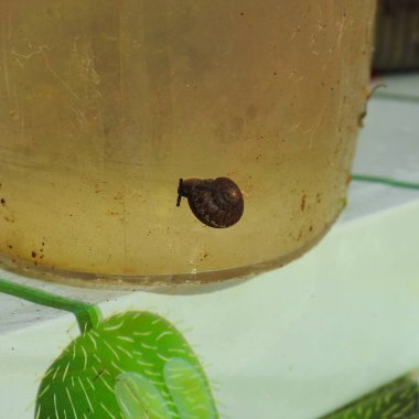 Sürahinin yüzeyinde salyangoz