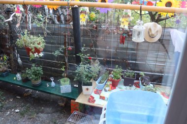 Kedi saksıların arasında oturuyor.