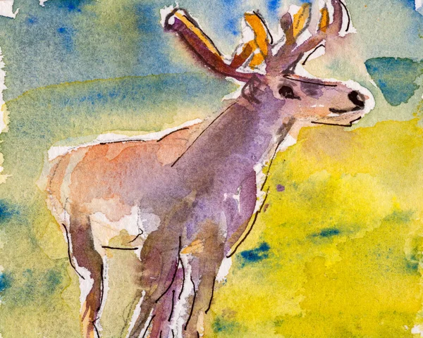 Details Watercolour Painting Studies Wildlife Illustration Project Showing Colour Textures — Stock Photo, Image