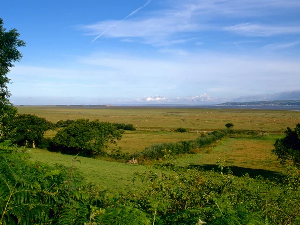 Sheep Salt Marsh Gower Peninsular South Wales — Stock Photo, Image