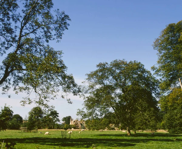 山水中的羊 Gloucestershire Cotswolds England Europe — 图库照片