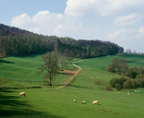 Ovejas Paisaje Gloucestershire Cotswolds Inglaterra Reino Unido Europa — Foto de Stock