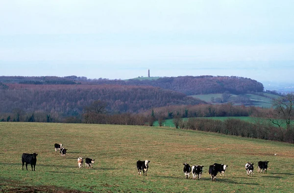 Till Tyndale Monument Nära Wotton Edge Gloucestershire Cotswolds England Storbritannien — Stockfoto