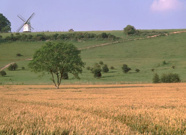 Angleterre Chilterns Buckinghamshire Turville Moulin Vent Champ Maïs Maturité — Photo