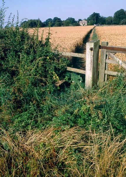 Baldosas Caminos Través Del Campo Maíz Gloucestershire Cotswolds Inglaterra Reino — Foto de Stock