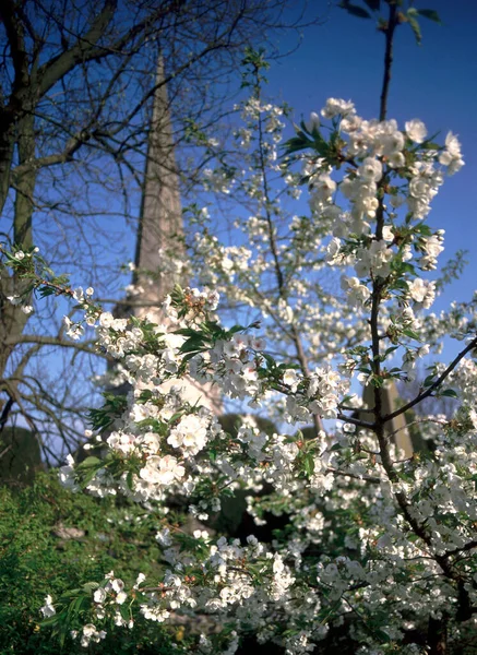 Flor Primavera Aguja Iglesia Painswick Gloucestershire Cotswolds Inglaterra Reino Unido —  Fotos de Stock