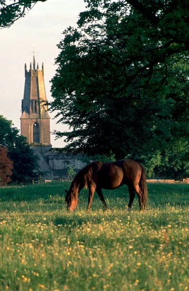 明钦汉普顿教堂尖塔和位于英国 格洛斯特郡 科茨沃尔德 明钦汉普顿公地上的一匹牧马 — 图库照片