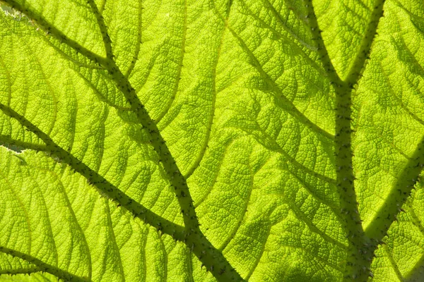 Gunnera Leaf Backlit Full Frame Background Texture Close — Stock Photo, Image