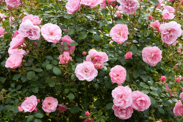 Rosa Profusa Arbusto Rosas Floração — Fotografia de Stock