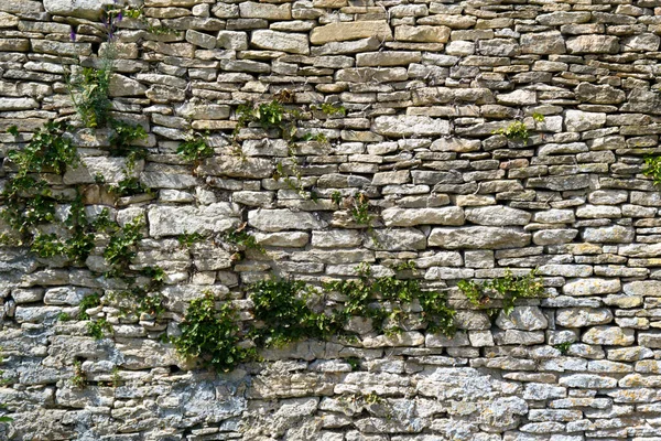 Gammal Stenmur Med Vegetation Som Växer Den — Stockfoto