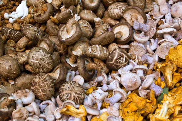 Londra, İngiltere 'deki Borough Market' te bir tezgah üzerinde çeşitli mantarlar.