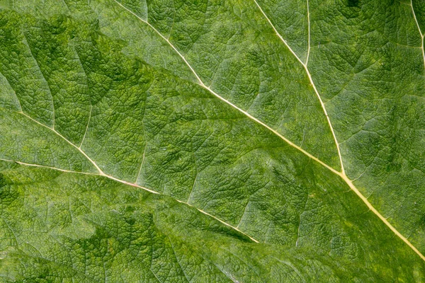 Gunnera Leaf Texture Full Frame Background Close — Stock Photo, Image