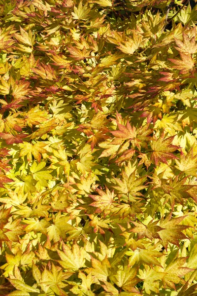 Vollständiger Rahmen Mit Leuchtend Gelben Acer Blättermustern — Stockfoto