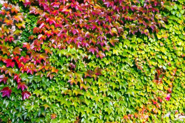 Virginia 'lı sürüngen kırmızıya dönüyor