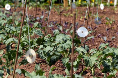 Unwanted CD's used to keep birds away from young crops clipart