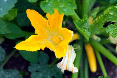 İlk kabak çiçeği ve meyve ortaya çıkıyor.