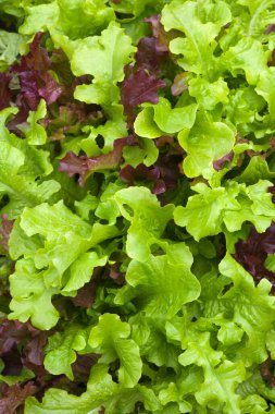 Salata yaprakları tüm çerçeveyi kapatır