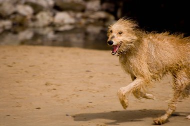 Kumsalda koşan ıslak köpek.